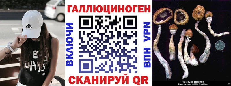 Купить  Городище  Галлюциногенные грибы Psilocybe 